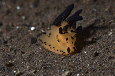 Kakera sp. Çıplak Bali