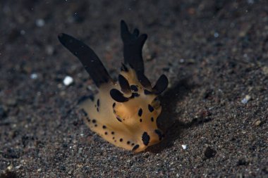 Kakera sp. Çıplak Bali