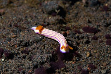 Hypselodoris whitei Çıplak Bali