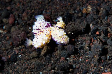 Sarsıntılı Mexichromis (Mexichromis multituberculata)