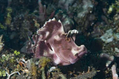 Kanat çırp Akrep Balığı Rhinopias eschmeyeri