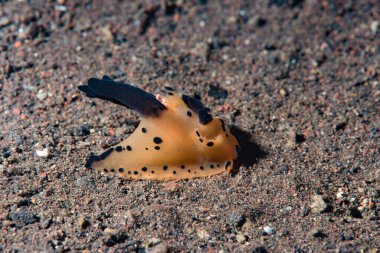 Kakera sp. Çıplak Bali