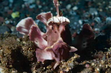 Kanat çırp Akrep Balığı Rhinopias eschmeyeri