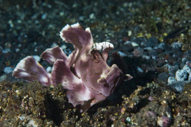 Kanat çırp Akrep Balığı Rhinopias eschmeyeri