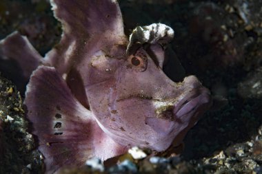 Kanat çırp Akrep Balığı Rhinopias eschmeyeri