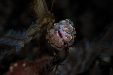 Donut Çıplak Doto Greenamyeri