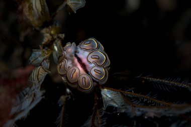 Donut Çıplak Doto Greenamyeri