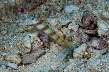 Steinitzi karides-goby Amblyeleotris steinitzi