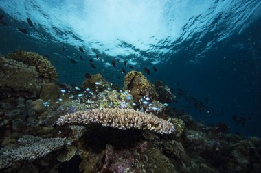 Tropikal Mercan Resifi Sualtı Manzarası