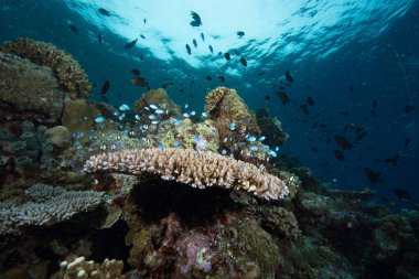 Tropikal Mercan Resifi Sualtı Manzarası