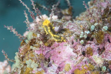 Sarı Deniz Salatalığı Colochirus Robustus