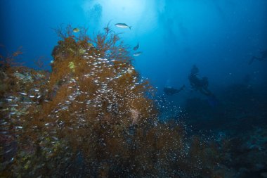 Tropikal Mercan Resifi Sualtı Manzarası