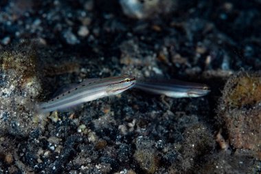 Sahte Uyuyan Goby Amblygobius nocturnus