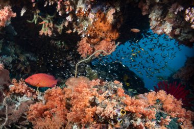 Tropikal Mercan Resifi Sualtı Manzarası