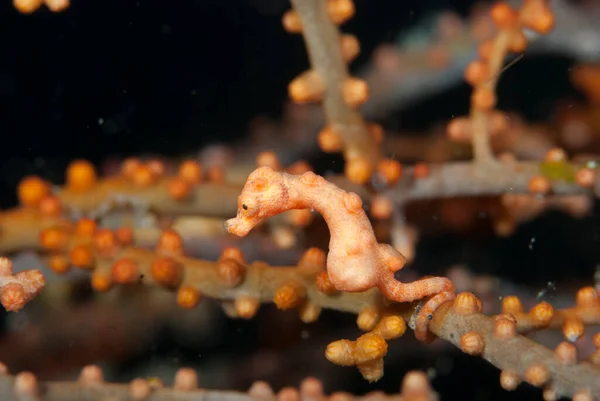 Denise Pygmy Seahorse Hippocampus Denise — Stock Photo, Image