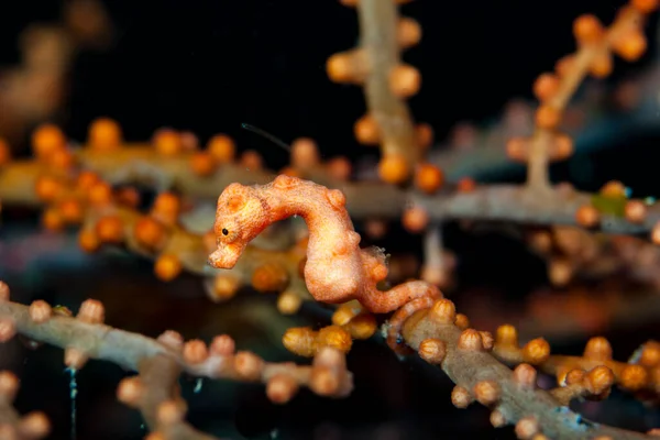 Denise Pygmy Seahorse Hippocampus Denise — 스톡 사진