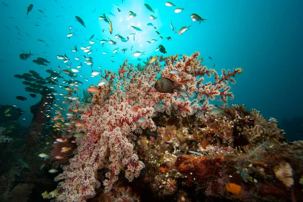 Tropical marine biodiversity in the Indonesian Seas reach incredibly high values. Thousands of different species, vertebrates and invertebrates, inhabit local coral reefs.