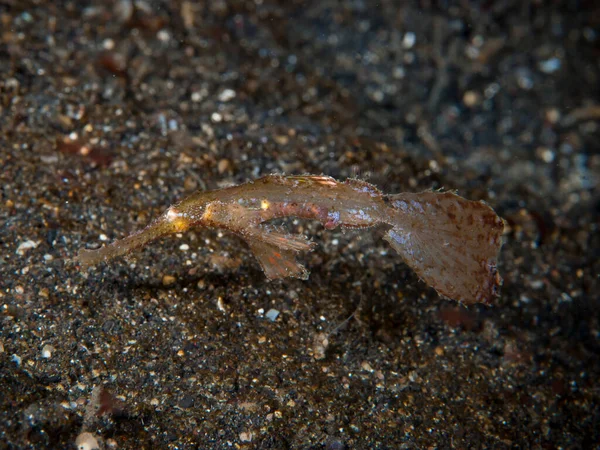 Sağlam Hayalet Boru Balığı Solenostomus siyanopterus