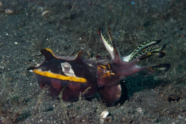 Gösterişli Mürekkep Balığı Metasepia pfefferi