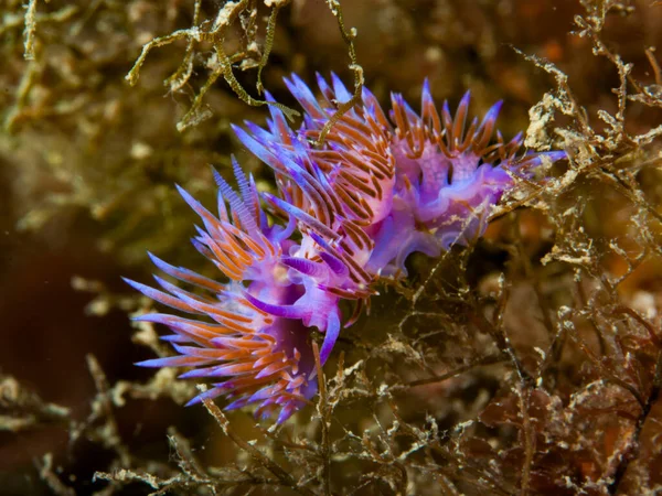 Flabellina Affinis Mediterranean Nudibranch — 图库照片