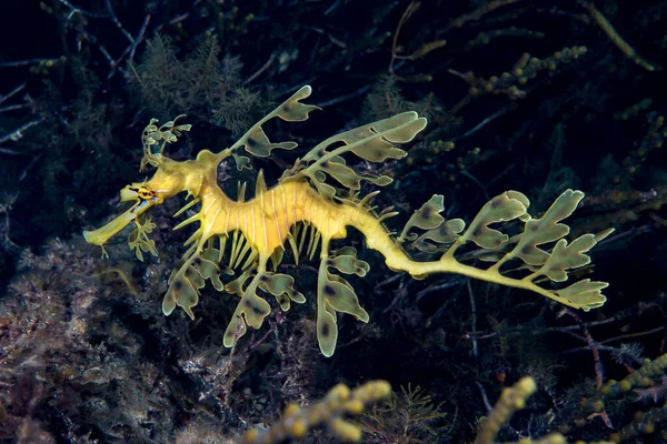 Yapraklı Seadragon Phycodurus eşittir