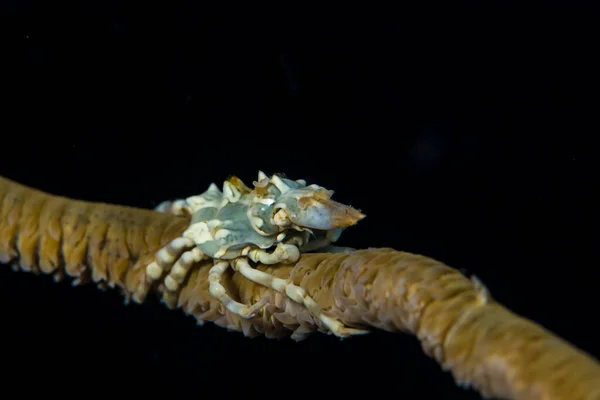 Tel mercanlar, yengeç (burada Xenocarcinus tuberculatus), karides ve gobi gibi çeşitli komenal organizmalar tarafından yaşamaktadır. Çoğu durumda taklit neredeyse kusursuzdur..