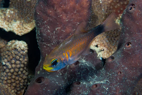Duskytail Kardinalfish Archamia makroptera