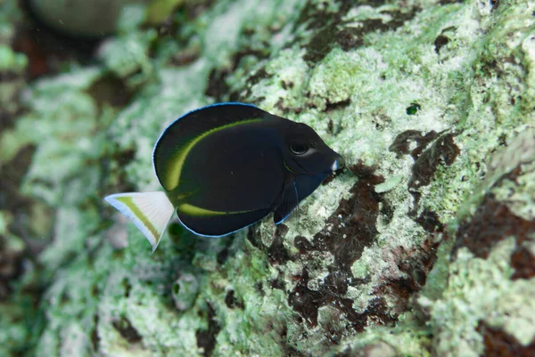Whitecheeck Cerrah Balığı Acanthurus nigrican