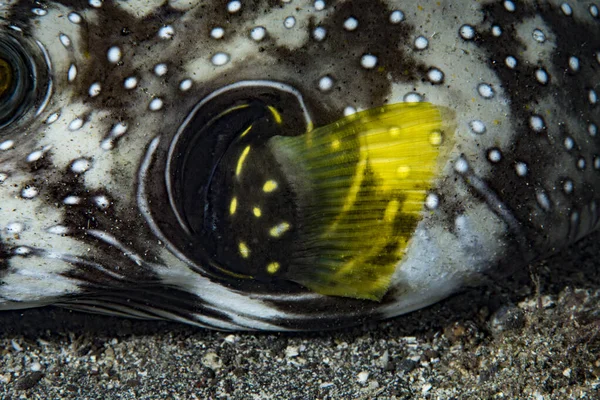 Detail of the pectoral fin of a Stars and Stripes Pufferfish Aro