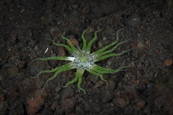 Siyah kum habitatlarında yaşayan yeşil bir deniz şakayığı (Edwardsianthus gilbertensis).
