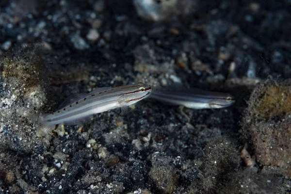 Sahte Uyuyan Goby Amblygobius nocturnus