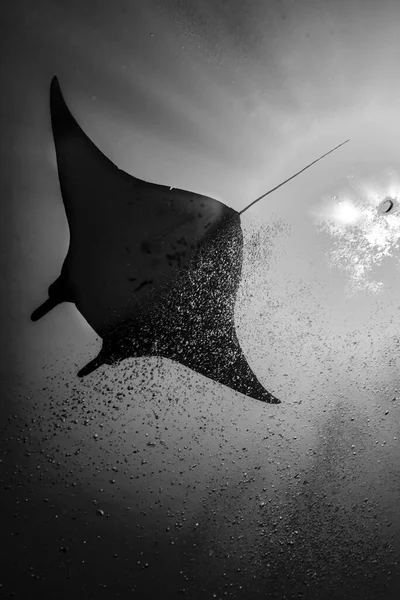 Resif manta Mobula alfredi