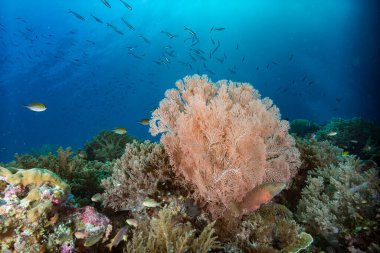 Raja Ampat Endonezya Sualtı Manzarası