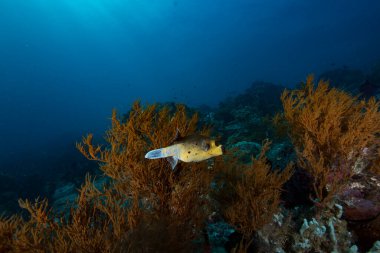 Dev kirpi balığı, Raja Ampat Endonezya