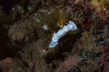 Çıplak Glossodoris buko, Endonezya