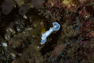 Çıplak Glossodoris buko, Endonezya