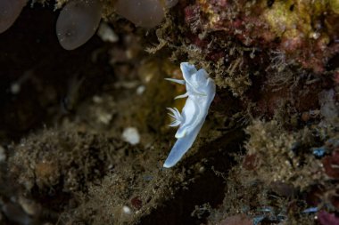 Çıplak Glossodoris buko, Endonezya