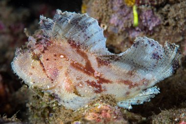 Yaprak Akrep Balığı Taenianotus triacanthus