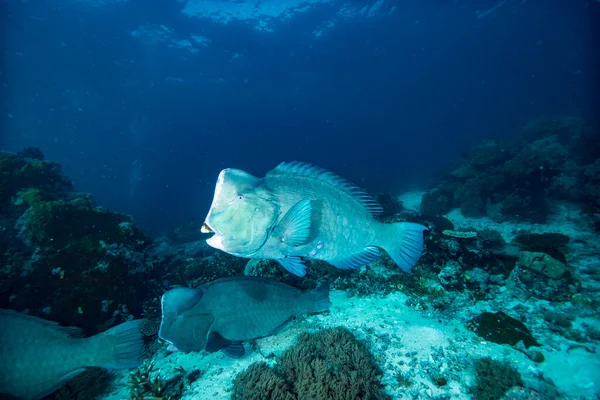 Tümkafa Papağan Balığı Bolbometopon muricatum