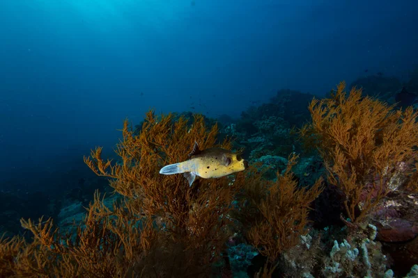 Dev kirpi balığı, Raja Ampat Endonezya