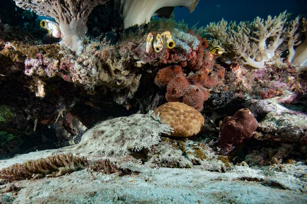 Wobbegong Köpekbalığı Raja Ampat Endonezya