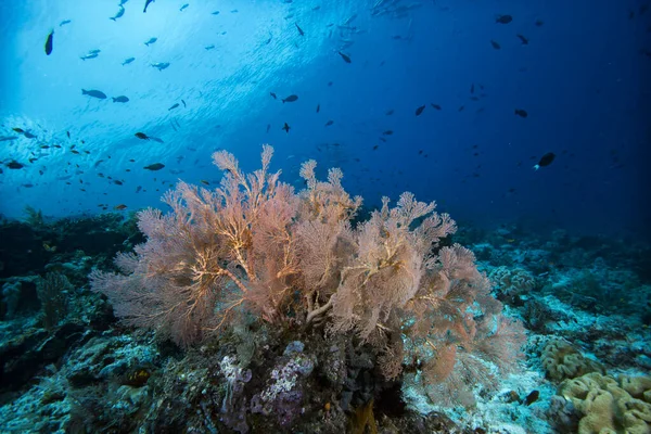 Tropikal Mercan Resifi Sualtı Manzarası