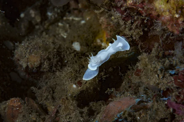 Çıplak Glossodoris buko, Endonezya