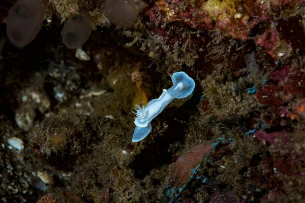 Çıplak Glossodoris buko, Endonezya