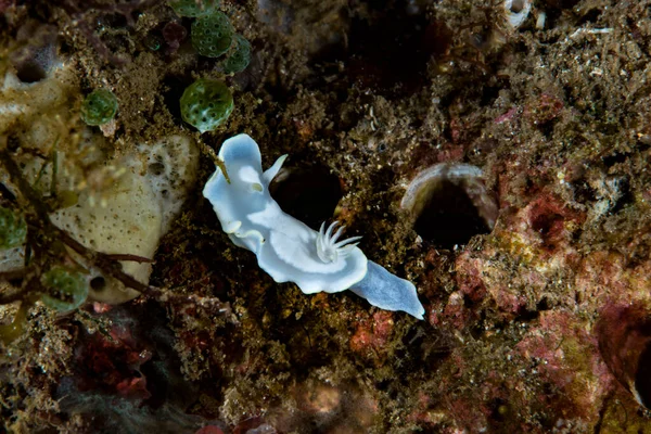 Çıplak Glossodoris buko, Endonezya