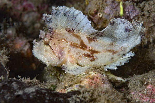 Yaprak Akrep Balığı Taenianotus triacanthus
