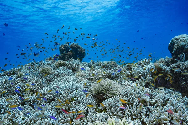 Podwodny Krajobraz Tropikalna Rafa Koralowa Tubbataha — Zdjęcie stockowe