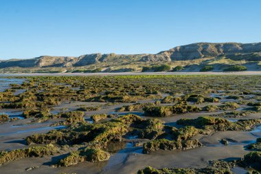 Deniz kıyısı, Yarımada Valdez, Chubut Arjantin