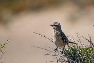 Patagonian mockingbird (Mimus patagonicus) is a medium-sized member of the Mimidae found mainly in Argentina and locally in Chile, with occasional vagrants reaching the Falkland Islands.