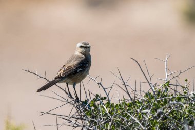 Patagonya alaycı kuşu (Mimus patagonicus), çoğunlukla Arjantin ve Şili 'de bulunan orta büyüklükteki Mimidae familyasının bir üyesidir..